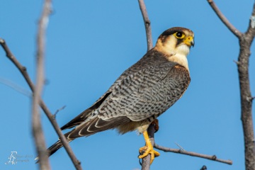 Lannerfalke
