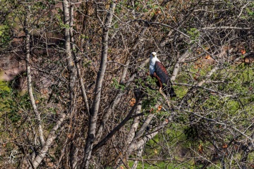 Schreiseeadler