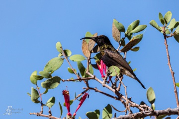 Rußnektarvogel