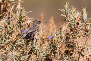 Rußnektarvogel