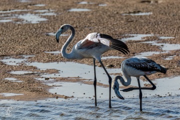 Flamingos