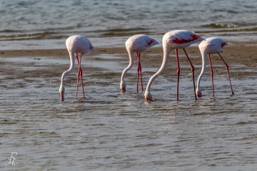 Flamingos