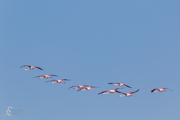 Flamingos