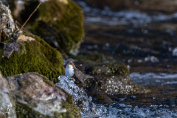 Wasseramsel