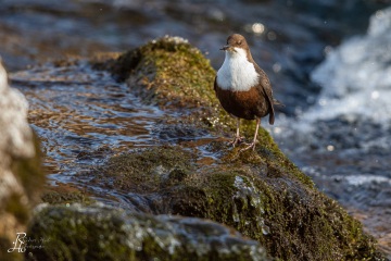 Wasseramsel