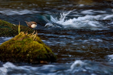 Wasseramsel
