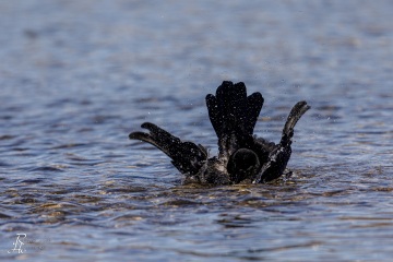 Rabenkrähe beim Baden
