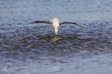 Lachmöwe
