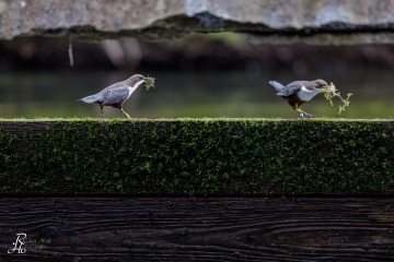 Wasseramsel