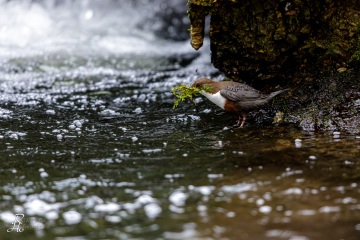 Wasseramsel