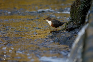 Wasseramsel