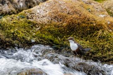 Wasseramsel