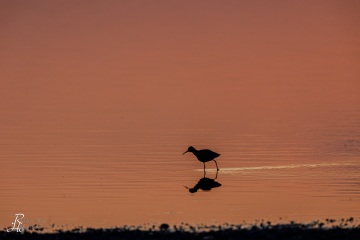 RHO_2022-04-30_Neusiedler_See_5D4_4345