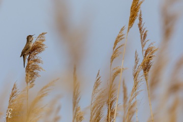 Rohrschwirl