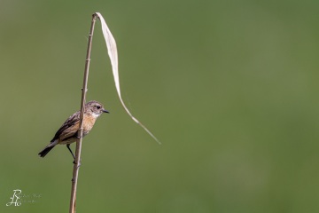 Braunkehlchen
