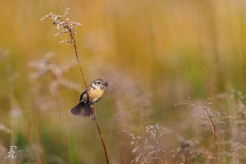 Braunkehlchen