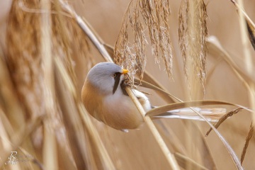 Bartmeise