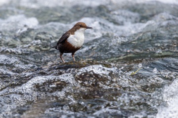 Wasseramsel