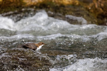 Wasseramsel