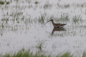 Grosser Brachvogel