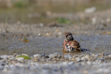 Bluthänfling beim Baden