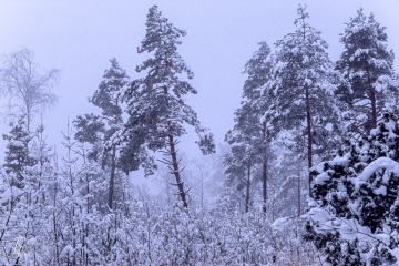 RHO_0001_Wald_Baeume_0018
