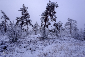 RHO_0002_Wald_Baeume_0022