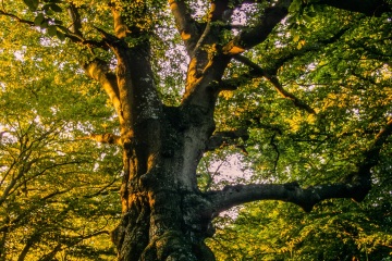 RHO_0003_Wald_Baeume_0003