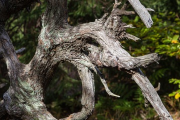 RHO_0004_Wald_Baeume_8100