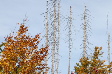 RHO_0005_Wald_Baeume_8105