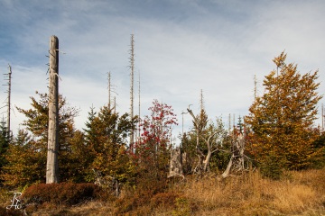 RHO_0006_Wald_Baeume_8121