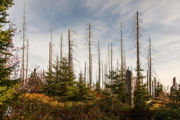 RHO_0007_Wald_Baeume_8122
