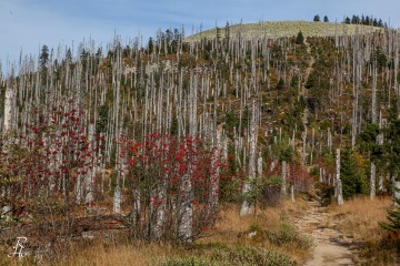RHO_0008_Wald_Baeume_8162
