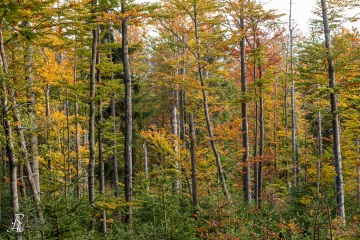 RHO_0009_Wald_Baeume_8318