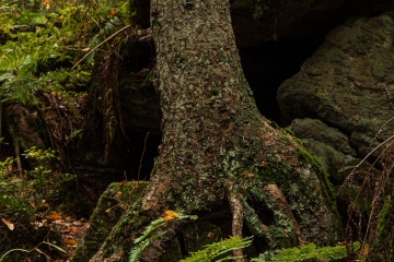 RHO_0010_Wald_Baeume_8403