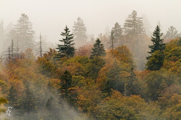 RHO_0011_Wald_Baeume_7179