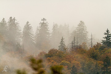RHO_0012_Wald_Baeume_7189