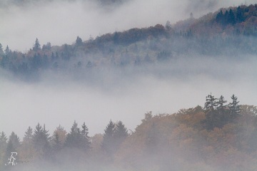 RHO_0013_Wald_Baeume_7194