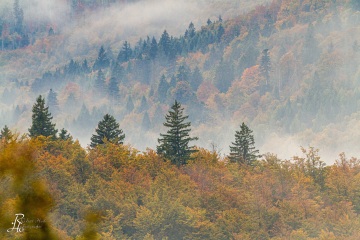 RHO_0014_Wald_Baeume_7199