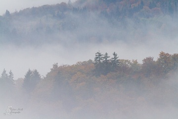 RHO_0015_Wald_Baeume_7205