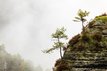 RHO_0017_Wald_Baeume_0053