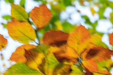RHO_0018_Wald_Baeume_6114