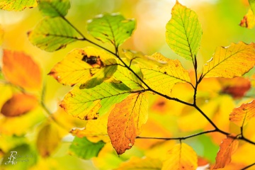 RHO_0019_Wald_Baeume_6117