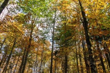 RHO_0020_Wald_Baeume_6356