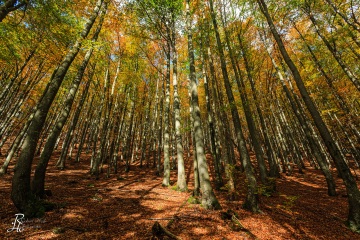 RHO_0021_Wald_Baeume_6443