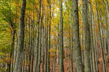 RHO_0022_Wald_Baeume_6489