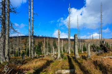 RHO_0023_Wald_Baeume_6541