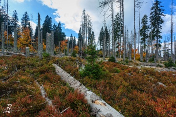 RHO_0024_Wald_Baeume_6587
