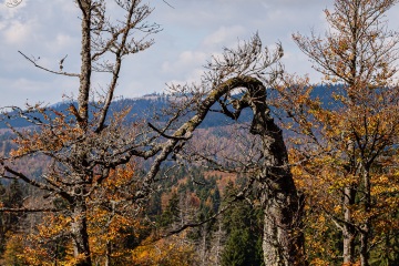 RHO_0025_Wald_Baeume_6728