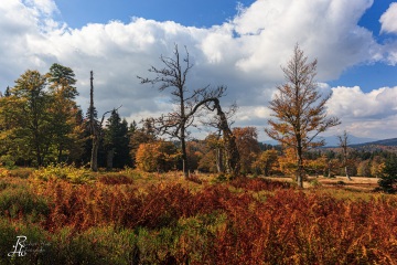 RHO_0026_Wald_Baeume_6732